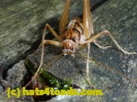 /home//u458753944/public_html/sourcegallery//Insects and small critters/grasshoppers and crickets (Orthoptera)/P1030450.JPG